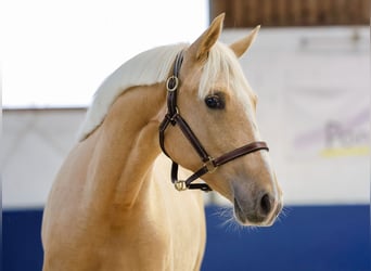 German Riding Pony, Mare, 1 year, Palomino