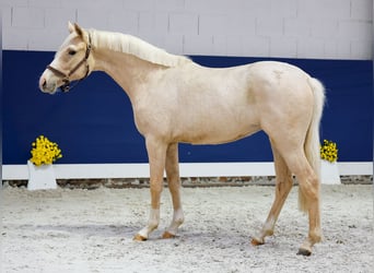 German Riding Pony, Mare, 1 year, Palomino