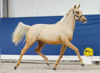 German Riding Pony, Mare, 1 year, Palomino
