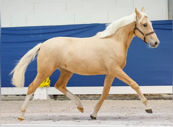 German Riding Pony, Mare, 1 year, Palomino