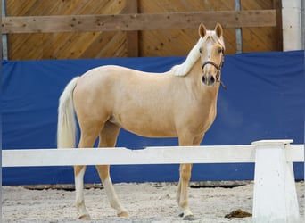 German Riding Pony, Mare, 1 year, Palomino