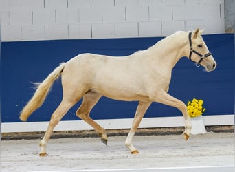 German Riding Pony, Mare, 1 year, Palomino