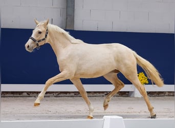 German Riding Pony, Mare, 1 year, Palomino