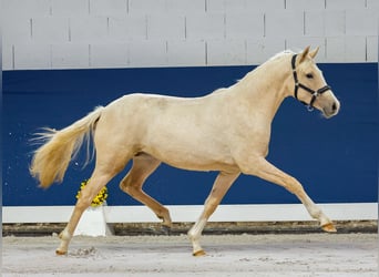 German Riding Pony, Mare, 1 year, Palomino