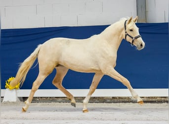 German Riding Pony, Mare, 1 year, Palomino