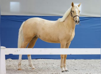 German Riding Pony, Mare, 1 year, Palomino