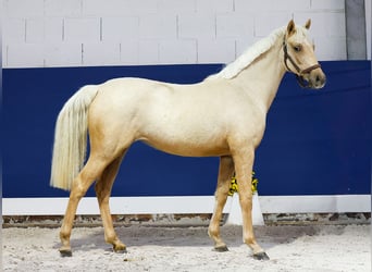 German Riding Pony, Mare, 1 year, Palomino