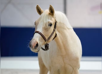 German Riding Pony, Mare, 1 year, Palomino