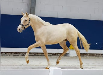 German Riding Pony, Mare, 1 year, Palomino