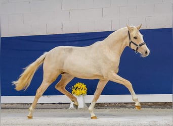 German Riding Pony, Mare, 1 year, Palomino