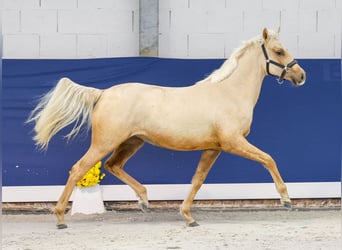 German Riding Pony, Mare, 1 year, Palomino