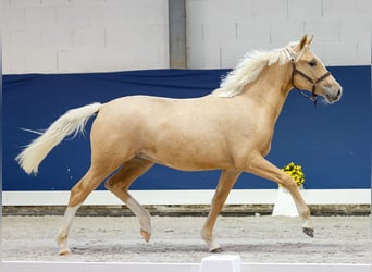 German Riding Pony, Mare, 1 year, Palomino