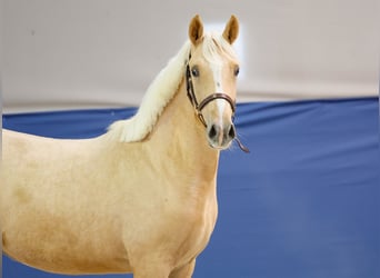 German Riding Pony, Mare, 1 year, Palomino