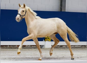 German Riding Pony, Mare, 1 year, Palomino