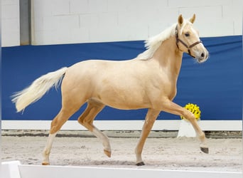 German Riding Pony, Mare, 1 year, Palomino