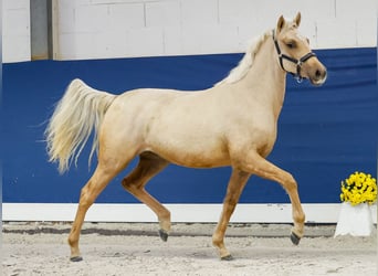 German Riding Pony, Mare, 1 year, Palomino