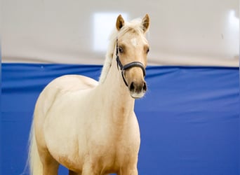 German Riding Pony, Mare, 1 year, Palomino