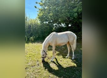 German Riding Pony, Mare, 1 year, Palomino