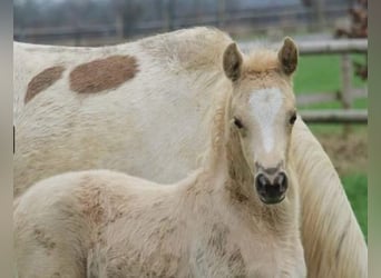 German Riding Pony, Mare, 1 year, Palomino