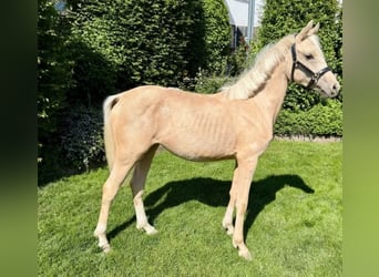 German Riding Pony, Mare, 1 year, Palomino