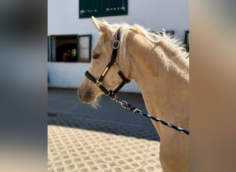 German Riding Pony, Mare, 1 year, Palomino