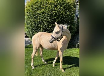 German Riding Pony, Mare, 1 year, Palomino