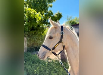 German Riding Pony, Mare, 1 year, Palomino