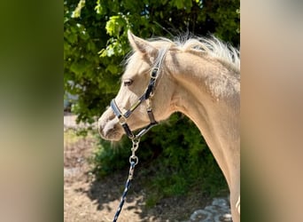 German Riding Pony, Mare, 1 year, Palomino