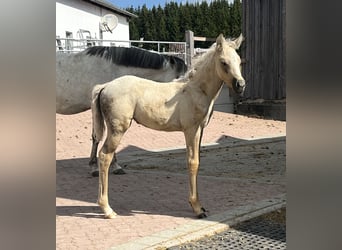 German Riding Pony, Mare, 1 year, Palomino