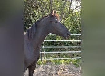 German Riding Pony, Mare, 1 year, Smoky-Black