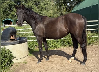 German Riding Pony, Mare, 1 year, Smoky-Black