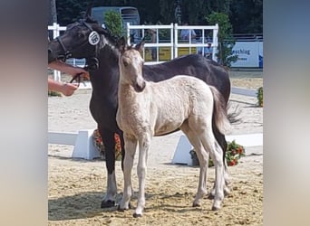 German Riding Pony, Mare, 1 year, Tobiano-all-colors