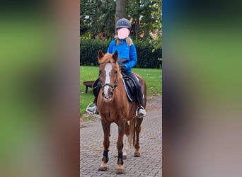 German Riding Pony Mix, Mare, 20 years, 13.2 hh, Chestnut-Red