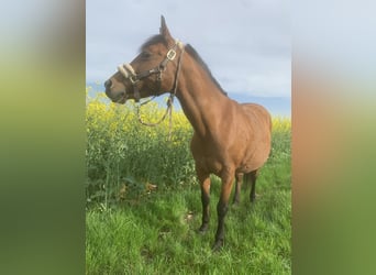 German Riding Pony, Mare, 20 years, 13.3 hh, Brown