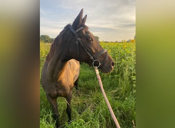 German Riding Pony, Mare, 20 years, 14.1 hh, Brown