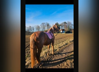 German Riding Pony, Mare, 20 years, 14.2 hh, Chestnut-Red