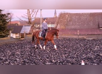 German Riding Pony, Mare, 20 years, 14,2 hh, Chestnut-Red