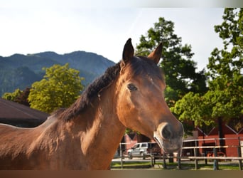 German Riding Pony, Mare, 20 years, 14.3 hh, Brown