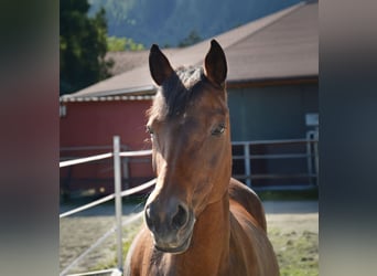 German Riding Pony, Mare, 20 years, 14.3 hh, Brown