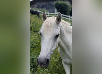 German Riding Pony, Mare, 20 years, 14 hh, Grey