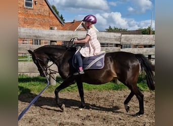 German Riding Pony, Mare, 20 years, 14,1 hh, Bay-Dark