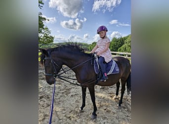 German Riding Pony, Mare, 20 years, 14,1 hh, Bay-Dark