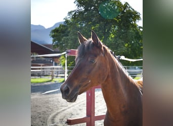 German Riding Pony, Mare, 20 years, 14,3 hh, Brown