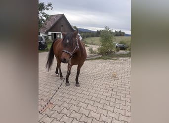 German Riding Pony, Mare, 21 years, 13.2 hh, Bay-Dark