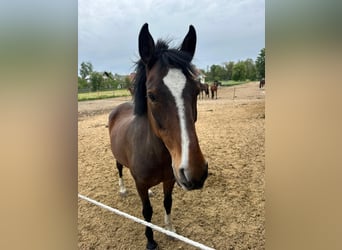German Riding Pony, Mare, 21 years, 13.3 hh, Brown