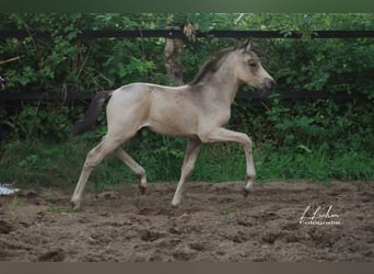 German Riding Pony, Mare, 21 years, 14.1 hh, Brown