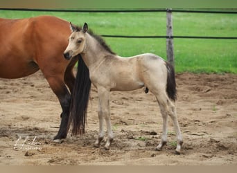 German Riding Pony, Mare, 21 years, 14.1 hh, Brown