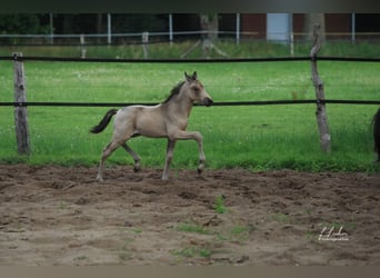 German Riding Pony, Mare, 21 years, 14.1 hh, Brown