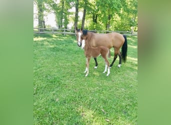 German Riding Pony, Mare, 21 years, 14.1 hh, Brown
