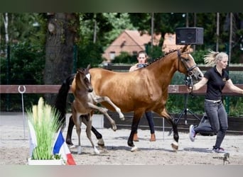 German Riding Pony, Mare, 21 years, 14.1 hh, Brown